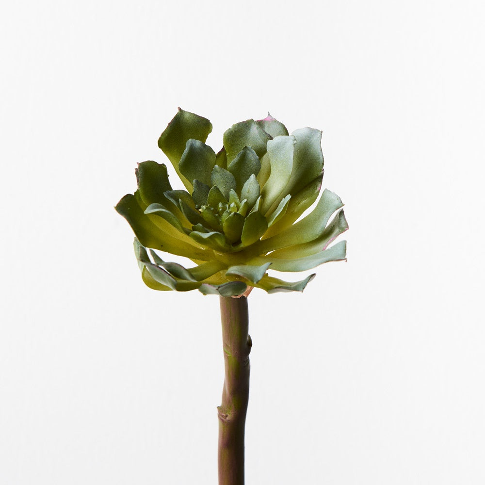 Succulent - Grey