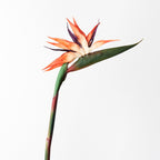 Bird Of Paradise
