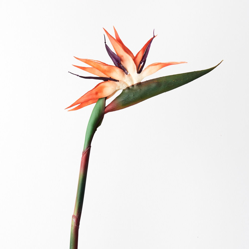 Bird Of Paradise