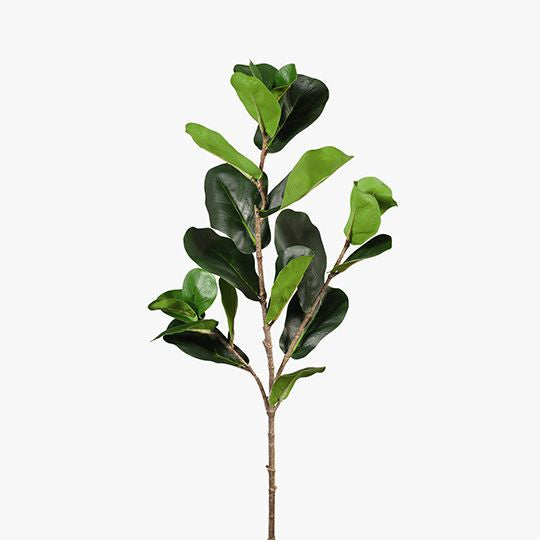 Fiddle Leaf Spray