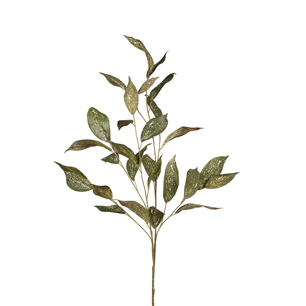 Florida Beauty Leaf