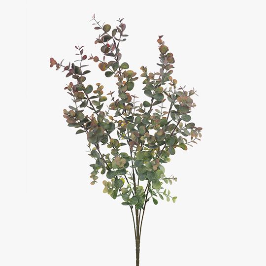 Eucalyptus Bush