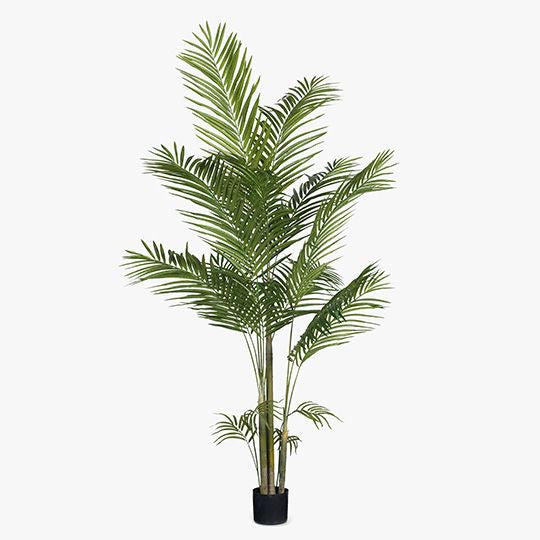 Palm Cane