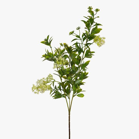 Queen Annes Seed Spray
