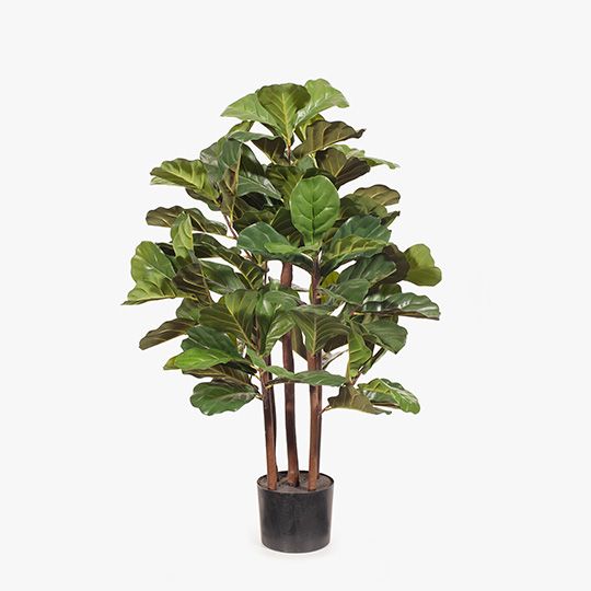 Fiddle Leaf Fig Tree