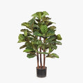 Fiddle Leaf Fig Tree