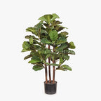 Fiddle Leaf Fig Tree