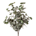 Eucalyptus Silver Dollar Bush