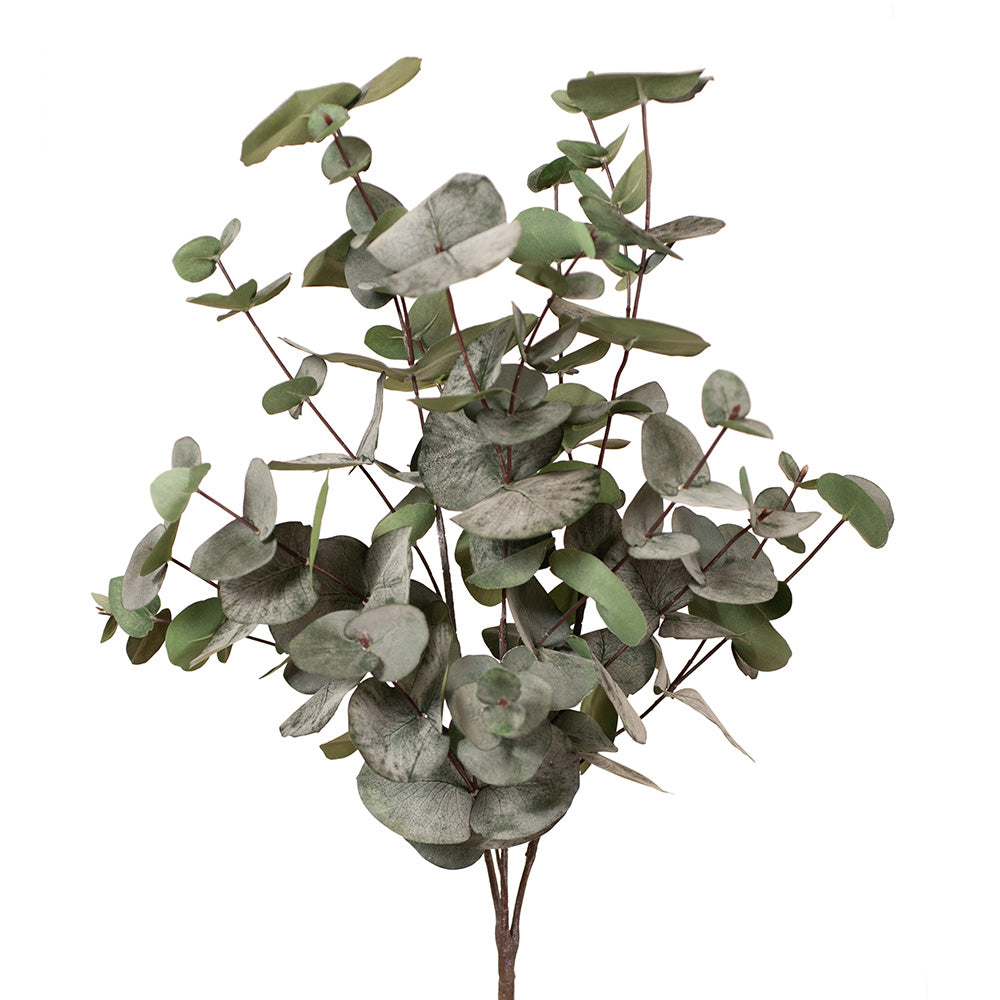 Eucalyptus Silver Dollar Bush