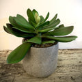 Desert Succulent