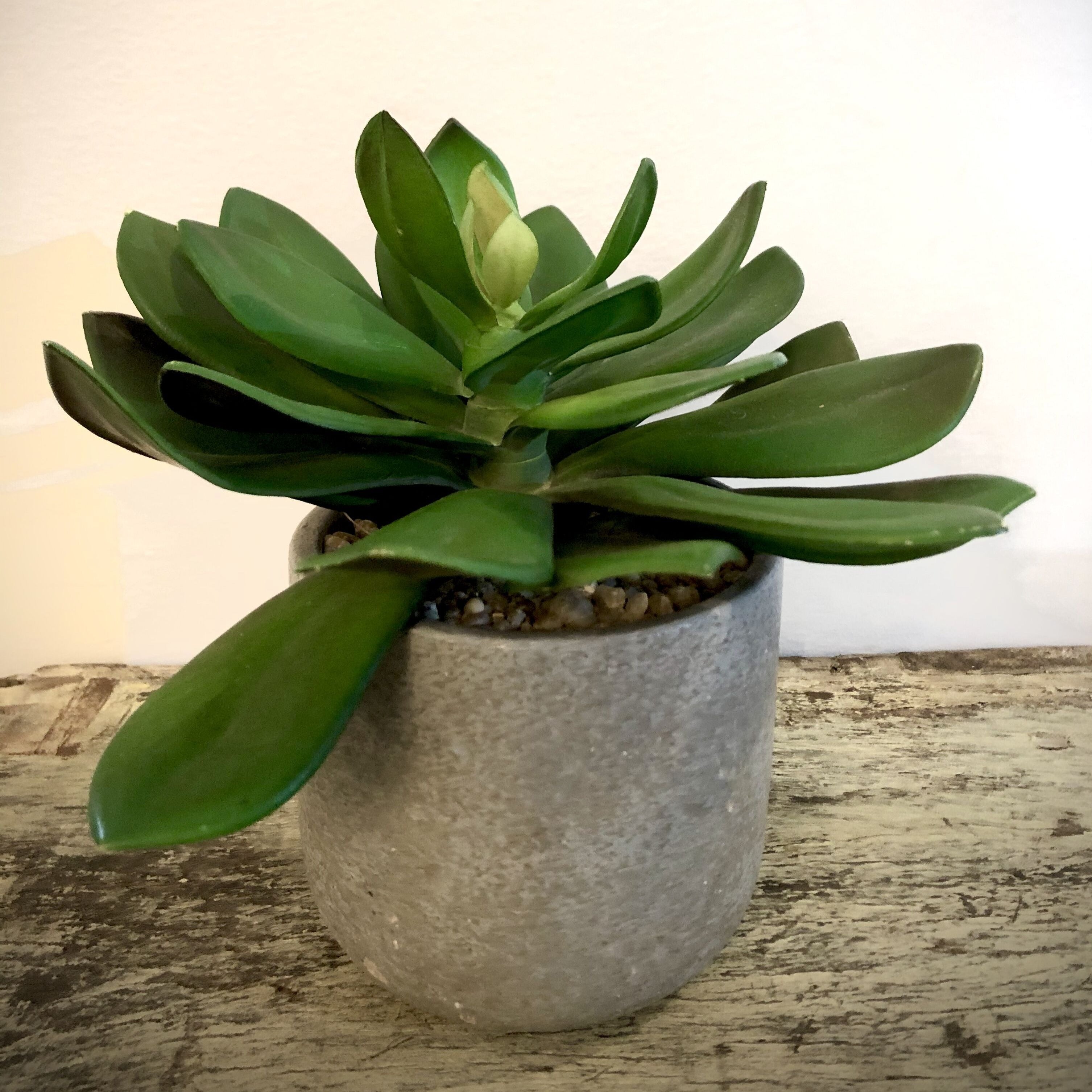 Desert Succulent
