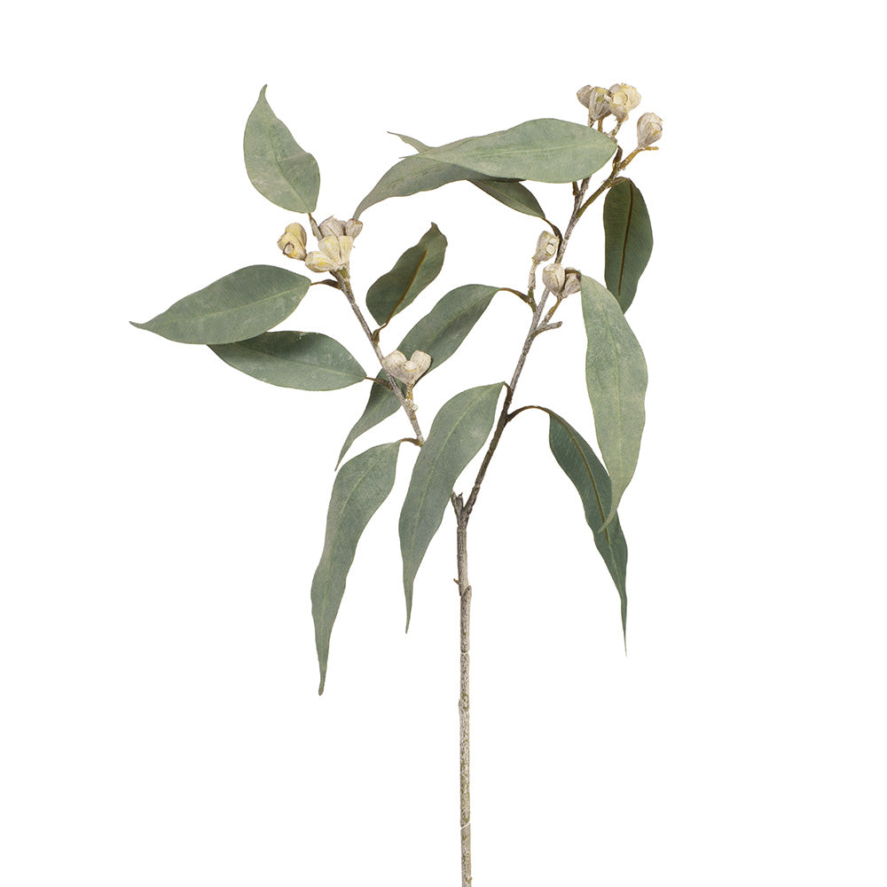 Eucalyptus Tetragona Spray - Grey